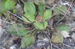 Broadleaf plantain